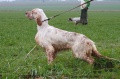 Setter Anglais GIONO DU VAL DU RUTH